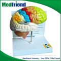 MFM001 China Wholesale The Model Of Dissection Of Brain Parts